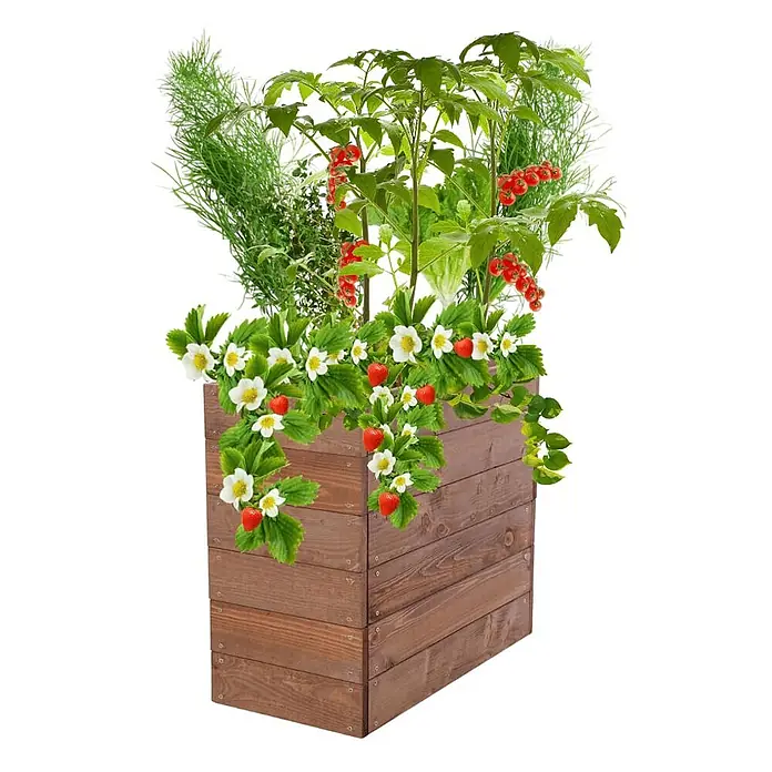 Hochbeete Growline Holz | HxBxT 54x63x30 cm | Kieferholz | Braun -  - Braune Holz-Pflanzkiste gefüllt mit Erdbeeren, Johannisbeeren und verschiedenen Pflanzen.