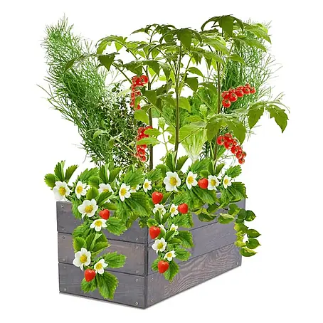 Hochbeete Growline Holz | HxBxT 27x63x30 cm | Kieferholz | Grau