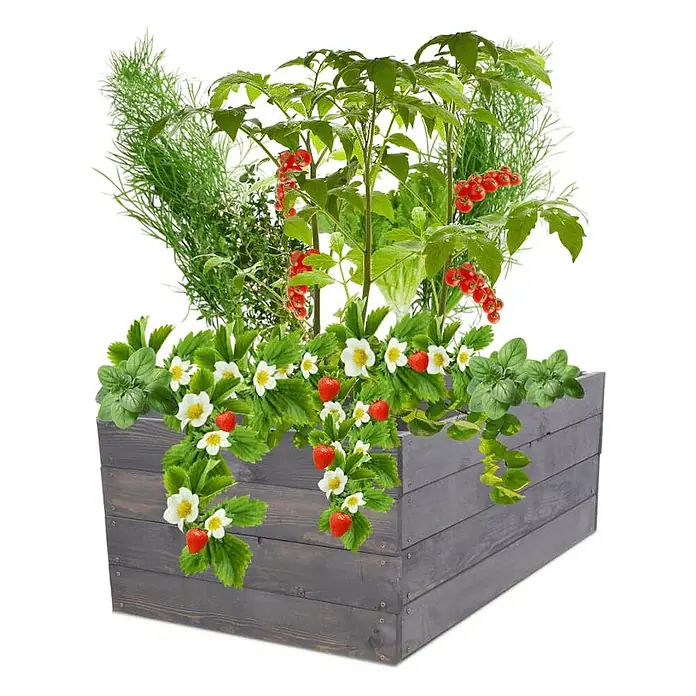 Hochbeete Growline Holz | HxBxT 36x83x80 cm | Kieferholz | Grau -  - Rechteckiges dunkelgraues Holzhochbeet, gefüllt mit Erdbeeren, Kräutern und Kirschtomaten.