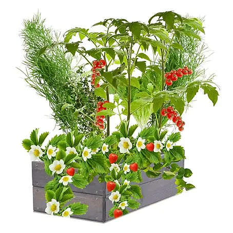 Hochbeete Growline Holz | HxBxT 18x63x30 cm | Kieferholz | Grau