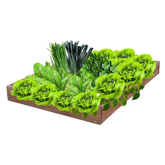 Hochbeete GardenStep Holz | HxBxT 9x60x100cm | 1 Ebene | Holz | Braun -  - Braunes Hochbeet aus Holz, gefüllt mit frischem Salat, Mangold, Lauch, Schnittlauch und Petersilie.