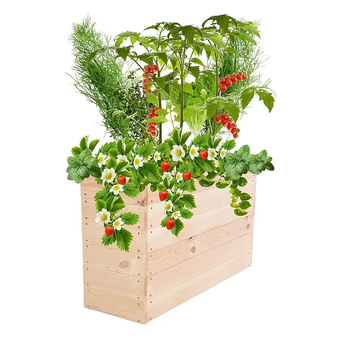 Hochbeete Growline Holz | HxBxT 54x103x30 cm | Kieferholz | Natur -  - Helles Holz-Hochbeet bepflanzt mit frischen Erdbeeren, Tomaten und Kräutern.