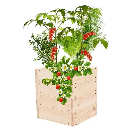 Hochbeete Growline Holz | HxBxT 36x33x30 cm | Kieferholz | Natur