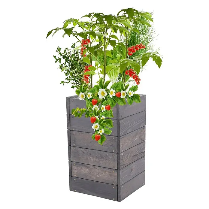 Hochbeete Growline Holz | HxBxT 54x33x30 cm | Kieferholz | Grau -  - Grauer Holzkübel gefüllt mit Erdbeeren, Johannisbeeren, Thymian, Salat und Dill.