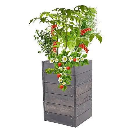 Hochbeete Growline Holz | HxBxT 54x33x30 cm | Kieferholz | Grau