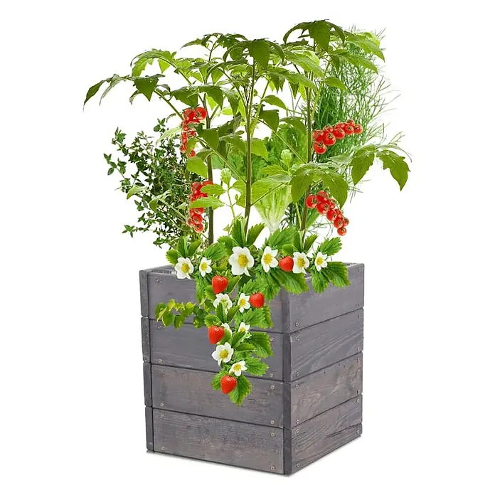 Hochbeete Growline Holz | HxBxT 36x33x30 cm | Kieferholz | Grau -  - Dunkelgrauer Holz-Pflanzkasten gefüllt mit üppigen Pflanzen, darunter Erdbeeren, rote Tomaten, Salat, Dill und Thymian.