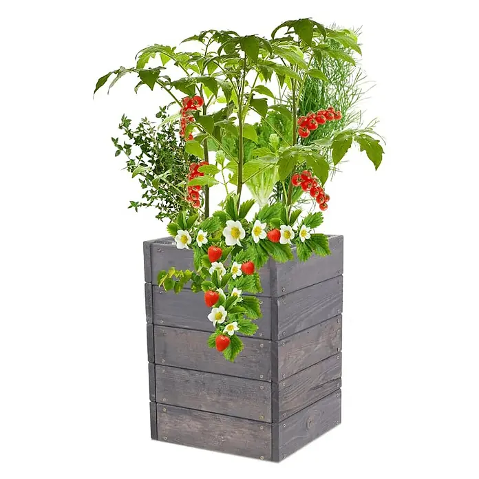 Hochbeete Growline Holz | HxBxT 45x33x30 cm | Kieferholz | Grau -  - Grauer Holzkasten bepflanzt mit Erdbeeren, Kirschtomaten, Salat und Kräutern.