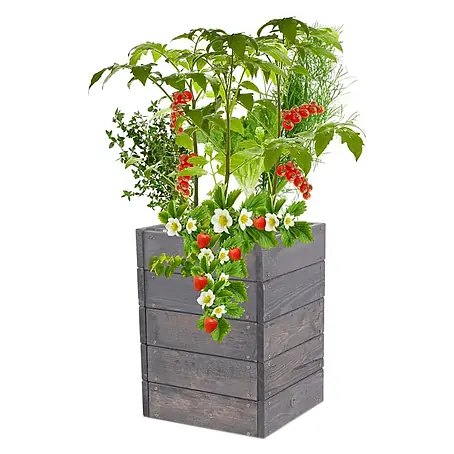 Hochbeete Growline Holz | HxBxT 45x33x30 cm | Kieferholz | Grau