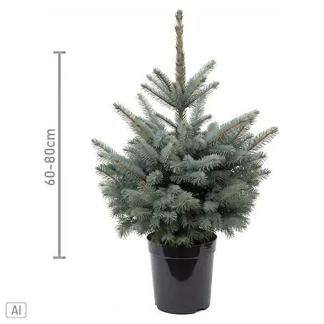 Piardino Blaufichte getopft