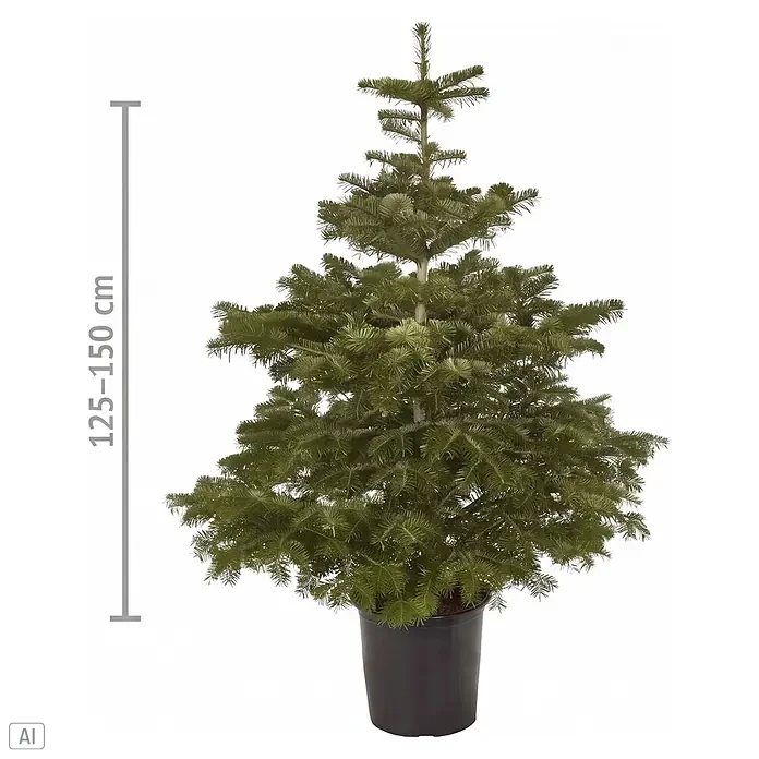 Piardino Nordmanntanne getopft - 125 cm - 150 cm, Abies nordmanniana, Topfgedrückt - Weihnachtsbaum im Topf, Nordmanntanne, 125-150 cm hoch.