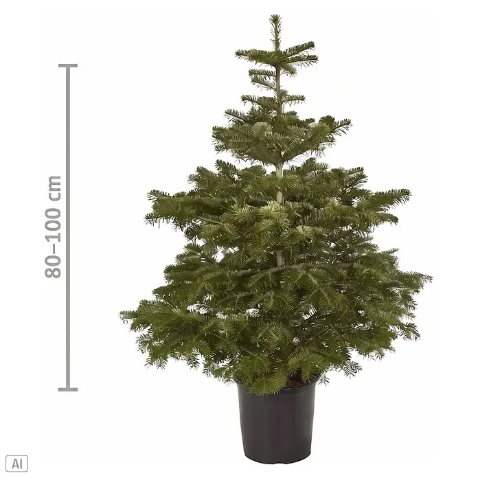Piardino Nordmanntanne getopft - 80 cm - 100 cm, Abies nordmanniana, Topfgedrückt - Topf-Tanne, 80-100 cm hoch, mit grünen Nadeln und schwarzem Topf.