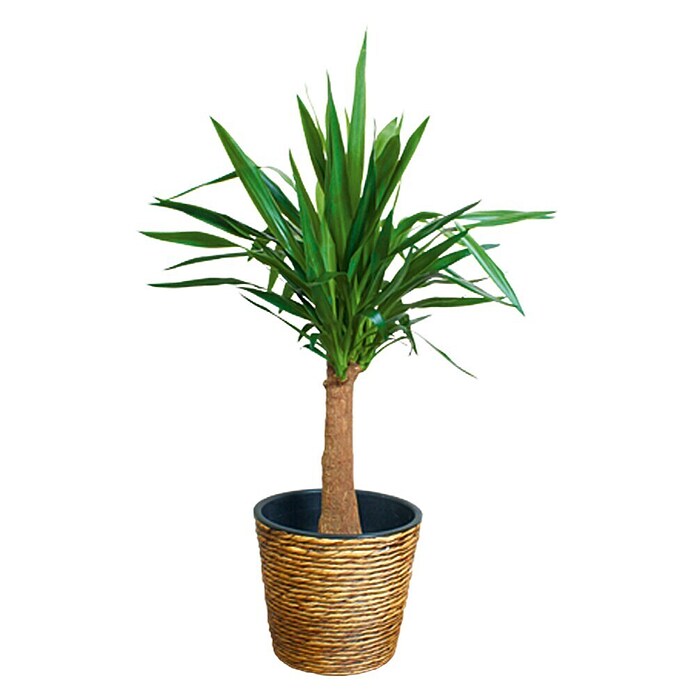 A.H.G. Maceta para planta (Ø x Al: 21 x 19 cm, Natural)