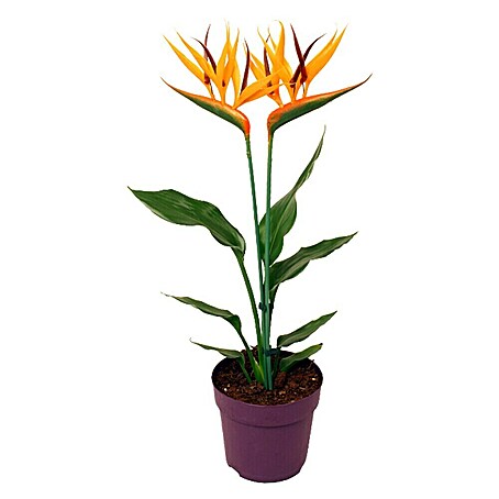 Piardino Königs-Strelitzie mit Seidenblüte