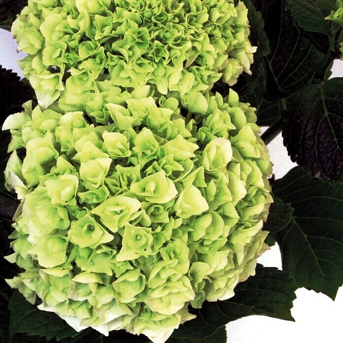 Piardino BauernhortensieHydrangea macrophylla, Topfgröße: 13 cm, Weiß Detail Shot