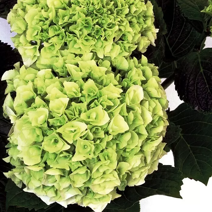 Piardino Bauernhortensie - Topfgröße: 13 cm - Zwei üppige, hellgrüne Hortensienblüten mit dunklen Blättern.