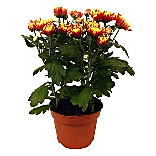 Crisantemo (Chrysanthemum indicum Dragon, Tamaño de maceta: 12 cm, En función de la variedad)