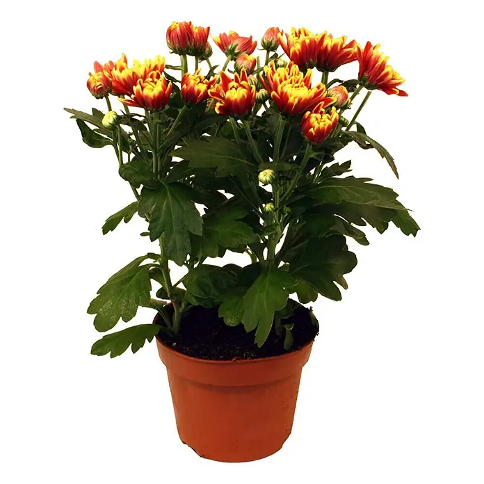 Crisantemo - Chrysanthemum indicum Dragon, Tamaño de maceta: 12 cm, Color de flor: En función de la variedad - Crisantemos en maceta en vibrantes tonos rojos y amarillos. La planta está sana con exuberantes hojas verdes.