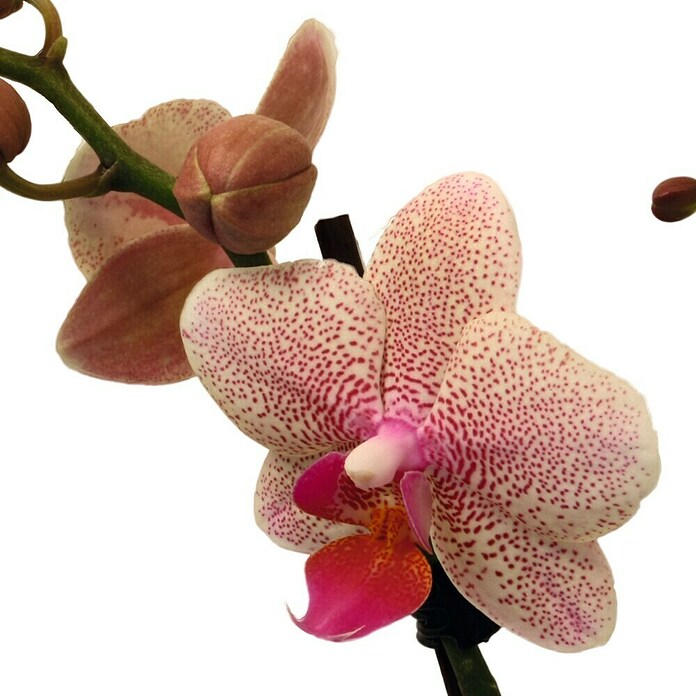 Piardino Orquídea mariposa (Phalaenopsis Hybride, Tamaño de maceta: 11 cm, Rosa palo, Número de brotes: 2 ud., En posición vertical) | BAUHAUS