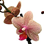 Piardino Orquídea mariposa (Phalaenopsis Hybride, Tamaño de maceta: 11 cm, Rosa palo, Número de brotes: 2 ud., En posición vertical) | BAUHAUS