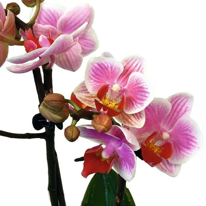 Piardino Orquídea mariposa - Phalaenopsis Hybride, Tamaño de maceta: 12 cm, Dependiendo de la variedad, Número de brotes: 2 ud., En posición vertical, Color maceta: Blanco - Un primer plano muestra flores de orquídea rosas con toques rojos y una hoja verde fresca, todo sobre un fondo blanco y despejado.
