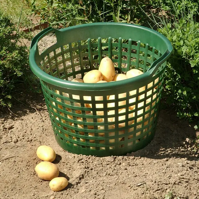 Gartenkorb - Kunststoff, 31 l, Grün - Ein grüner Korb voller frisch geernteter Kartoffeln, einige liegen daneben im Garten. Die Erntezeit ist gekommen!