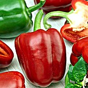 Piardino Paprika (Capsicum annuum, Topfgröße: 9 cm, Farbe Frucht: Rot)