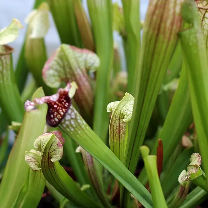 Piardino Schlauchpflanze - Sarracenia purpurea, Topfgröße: 9 cm - Nahaufnahme einer Gruppe von grünen und rötlichen Schlauchpflanzen mit filigranen Mustern und trichterförmigen Blättern.