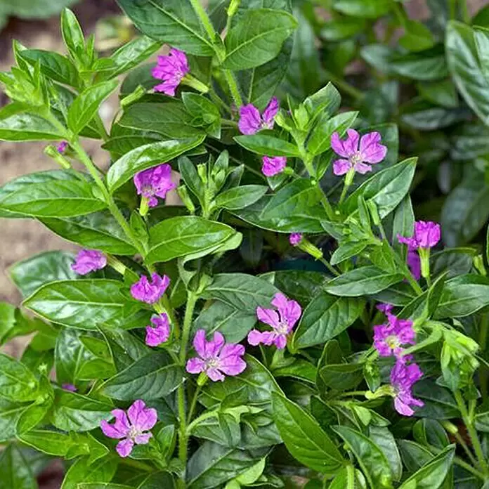 Piardino Köcherblume - Cuphea hyssopifolia, Topfgröße: 10 cm, Rosa, Weiß, Lila - Detailaufnahme