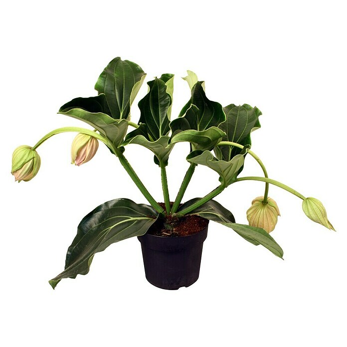 Piardino Medinille - Medinilla magnifica, Topfgre: 15 cm, Rosa online  kaufen bei BAUHAUS