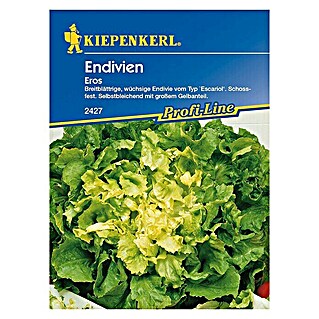 Kiepenkerl Profi-Line Salatsamen Endivie Eros (Cichorium endivia, Erntezeit: Juli - November)