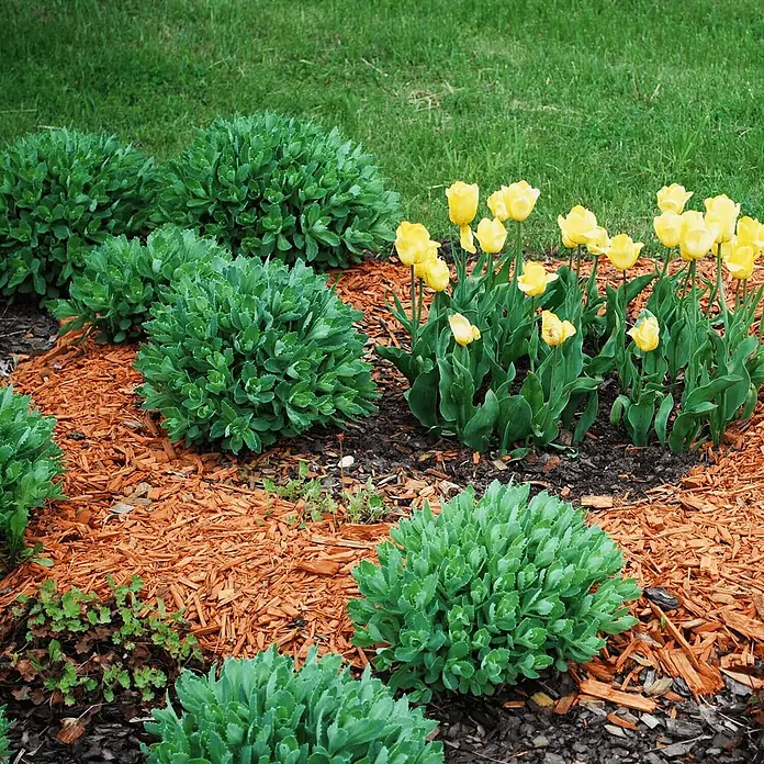 Hackschnitzel Holzdekor Orange 5-60 mm 60l x 12 Sack 720l 12er Palette -  - Üppiges Blumenbeet mit leuchtend gelben Tulpen, dichten grünen Pflanzen und rötlich-braunem Rindenmulch.