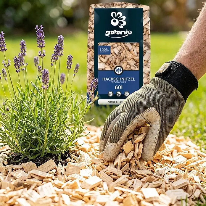 Hackschnitzel Holzdekor Natur 5-60 mm 60l x 12 Sack 720l 12er Palette -  - Natürliche Holzspäne von galamio werden von einer behandschuhten Hand um eine Lavendelpflanze verteilt.