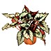 Begonia de hoja 