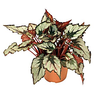 Piardino Blattbegonie (Begonia Rex, Topfgröße: 13 cm, Grün/Mehrfarbig gemustert)