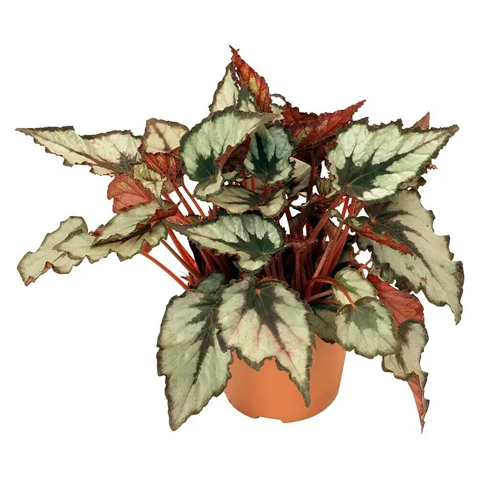 Begonia de hoja - Begonia 'Rex', Tamaño de maceta: 19 cm - La imagen muestra una begonia en maceta con hojas verde plateado con patrones oscuros y tallos rojos vibrantes, añadiendo un toque decorativo y vivo.