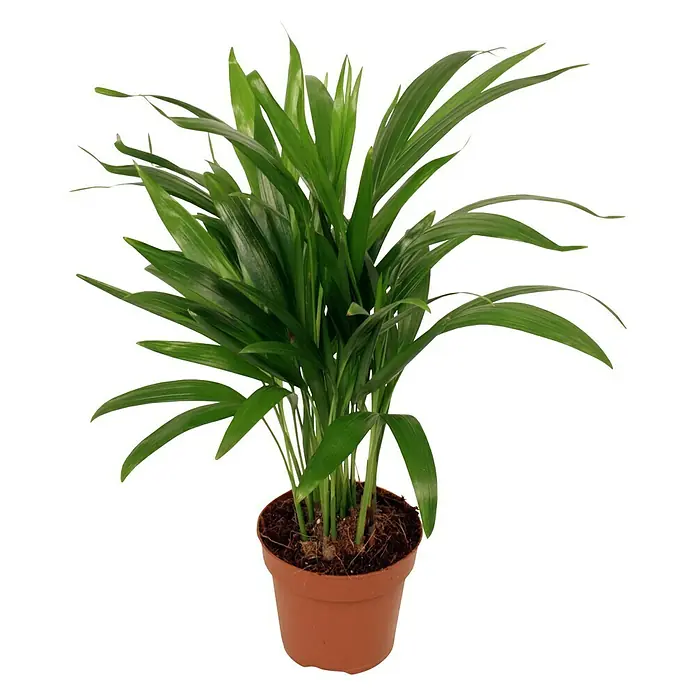 Piardino Areca - Chrysalidocarpus lutescens, Tamaño de maceta: 19 cm, Verde - Planta de interior palma de areca en una maceta de terracota. La planta tiene muchas hojas verdes y es muy atractiva.