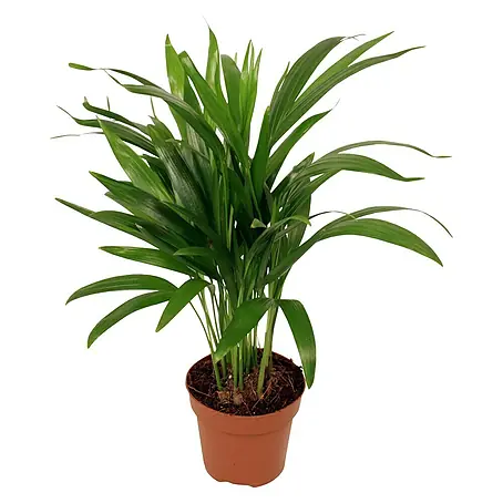 Piardino  Areca