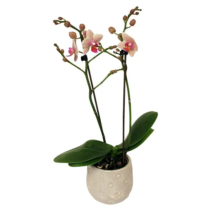 Piardino Orquídea mariposa - Phalaenopsis Hybride 'centro', Tamaño de maceta: 12 cm, Dependiendo de la variedad, Número de brotes: 2 ud., En posición vertical - Primer plano de una mini orquídea en una maceta estampada, que muestra las delicadas flores y las hojas verdes de la planta.