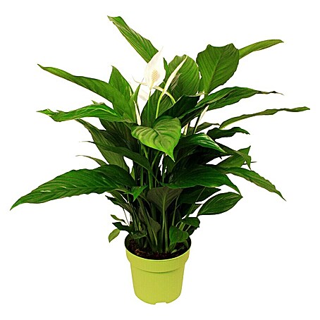 Piardino Einblatt (Spathiphyllum floribundum, Topfgröße: 17 cm)