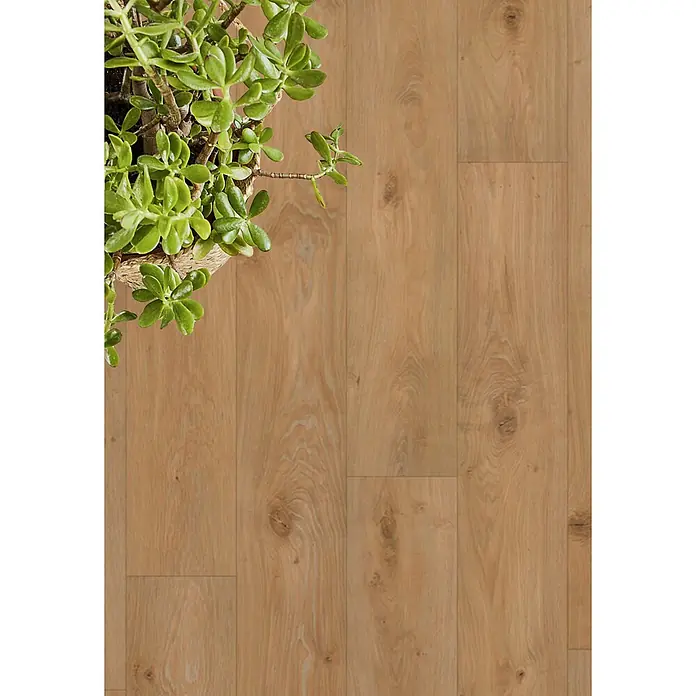PVC-Boden Meterware Vinylboden 2m Diele Eiche dunkel rustikal -  - Hellbrauner Dielenboden mit einer grünen Jade-Pflanze in einem geflochtenen Topf oben links.