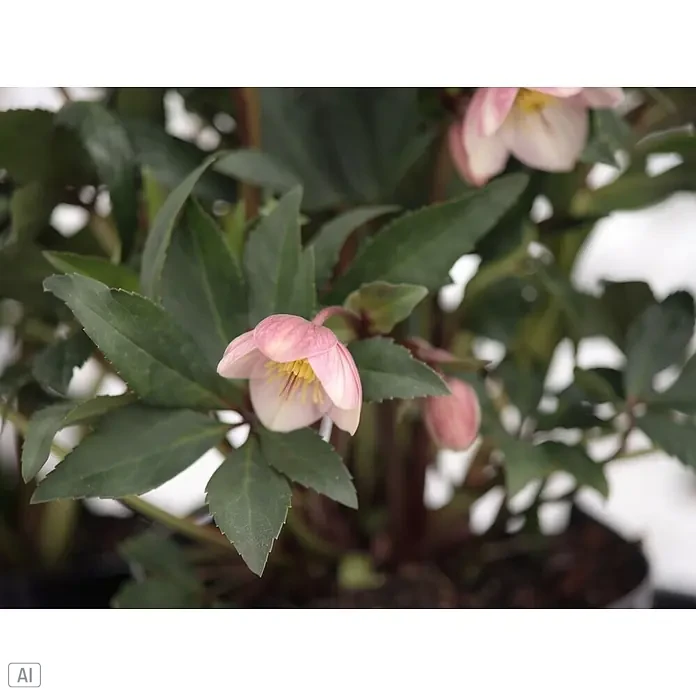 Piardino Christrose - Helleborus x sahinii 'Winterbells' (syn. Helleborus JWLS® Winterbells), Topfgröße: 19 cm, Creme-Grün (innen) & staubiges Rosa (außen) - Stimmungsaufnahme