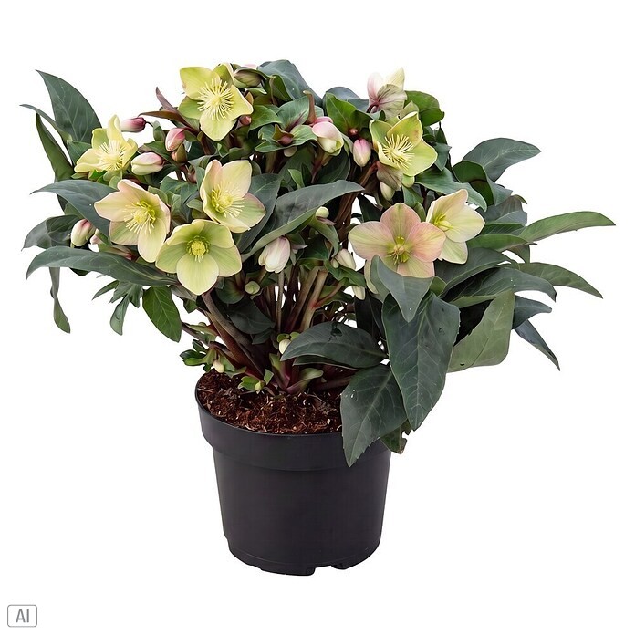 Piardino Christrose (Helleborus x ericsmithii 'Early Princess', Topfgröße: 21 cm, Weiß/Rosa) | BAUHAUS