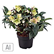 Piardino Christrose (Helleborus x ericsmithii 'Early Princess', Topfgröße: 21 cm, Weiß/Rosa) | BAUHAUS