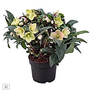 Piardino Christrose (Helleborus x ericsmithii 'Early Princess', Topfgröße: 21 cm, Weiß/Rosa)