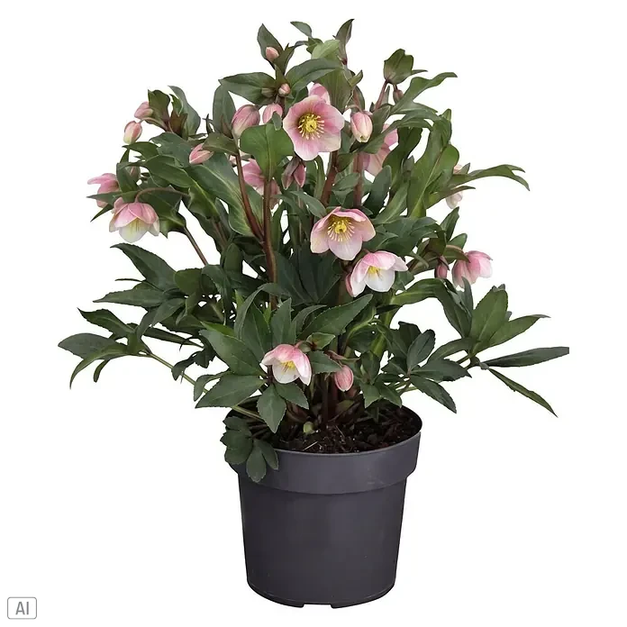 Piardino Christrose - Helleborus x sahinii 'Winterbells' (syn. Helleborus JWLS® Winterbells), Topfgröße: 19 cm, Creme-Grün (innen) & staubiges Rosa (außen) - Vorderansicht