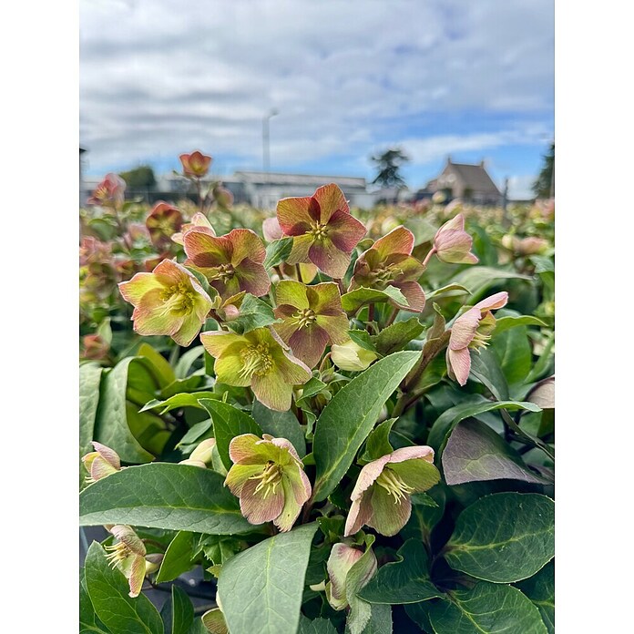 Piardino Christrose (Helleborus x ericsmithii 'Early Princess', Topfgröße: 21 cm, Weiß/Rosa) | BAUHAUS