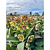 Piardino Christrose (Helleborus x ericsmithii 'Early Princess', Topfgröße: 21 cm, Weiß/Rosa) | BAUHAUS