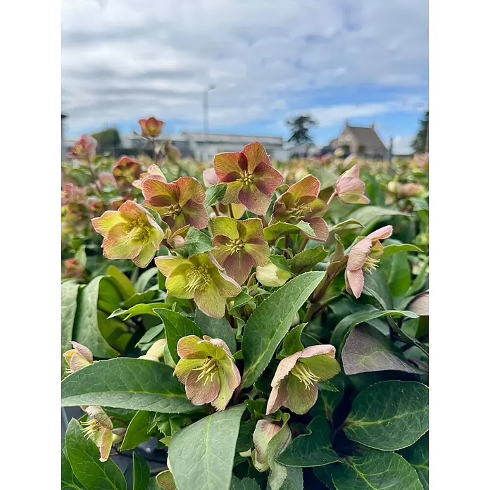 Piardino Christrose - Helleborus x ericsmithii 'Early Princess', Topfgröße: 21 cm, Weiß/Rosa - Stimmungsaufnahme