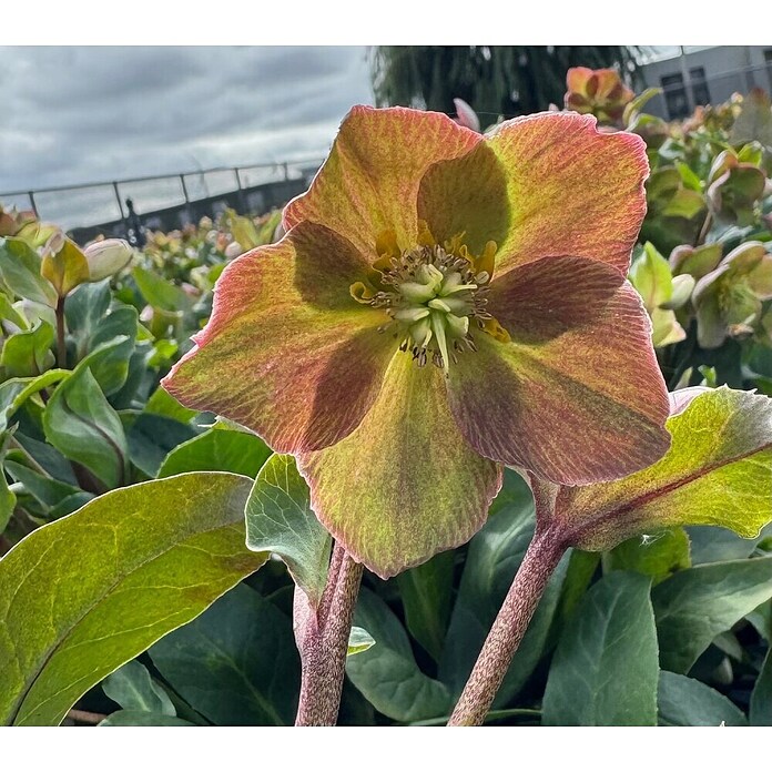 Piardino Christrose (Helleborus x ericsmithii 'Early Princess', Topfgröße: 21 cm, Weiß/Rosa) | BAUHAUS