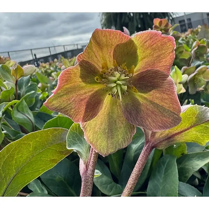 Piardino Christrose - Helleborus x ericsmithii 'Early Princess', Topfgröße: 21 cm, Weiß/Rosa - Stimmungsaufnahme